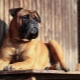 Bullmastiff: caracteristicile rasei de câini și în creștere