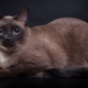 Mèo Miến Điện: mô tả giống, nhiều màu sắc và quy tắc bảo dưỡng