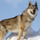 Anjing serigala Czechoslovakia: sejarah asal usul, ciri watak dan kandungan