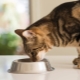 Bagaimanakah makanan untuk kucing yang dikebiri berbeza daripada makanan biasa?