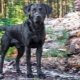 Schwarze Labradore: Beschreibung, Charakter, Inhalt und Liste der Spitznamen