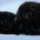 Black Pekingese: คุณสมบัติของสีและการดูแล