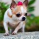 Chihuahua: mô tả, các loại giống, bản chất và nội dung