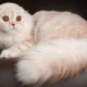 Gatos escoceses de pelo largo: variedades y características del contenido.
