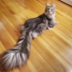 What is a cat's tail for?