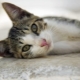 Egejas jūras kaķis: šķirnes apraksts, raksturs un aprūpe