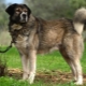 Řečtí pastevečtí psi: popis plemene a podmínky držení psů
