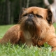 Griffon: types of dogs and their content