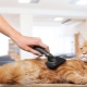 Grooming cats: features of the procedure