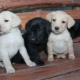 Eigenschaften und Pflege von Labrador-Welpen 1 Monat alt