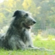 Irish wolfhound: description of the breed, nature and content