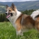 Islandsk hund: beskrivelse og indhold