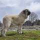 Spanischer Mastiff: Was für ein Hund ist das und wie pflegt man ihn richtig?