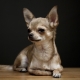 Chihuahua fajta története