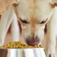 ¿Cómo y qué alimentar a un perro de jardín en casa?