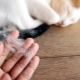 Làm thế nào để loại bỏ lông mèo?