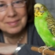 Как да научим вълнист папагал да говори?