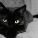 ¿Cómo llamar a un gato y un gato negro?