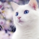 ماذا نسمي قطة وقطة بيضاء؟