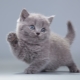 Ako pomenovať šedé mačiatko: zoznam mien pre mačky a mačky