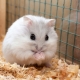 Como determinar o sexo de um hamster dzungarian?
