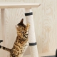 Hoe een kat te spenen van het scheuren van behang?