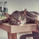 Hoe een kat te spenen van klimtafels?