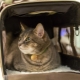 Как да транспортирате котка в самолет?