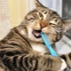 איך לצחצח את השיניים של החתול בבית?