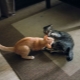 ¿Cómo hacer amigos entre gatos en un apartamento?