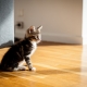 Hvordan trene en katt til et nytt hjem?
