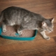 Cum să antrenezi o pisică să folosească o cutie de gunoi într-un loc nou?