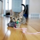 Bagaimana untuk membuat mainan kucing DIY?