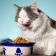 Bagaimana Memilih Makanan Kucing Dalam Tin?