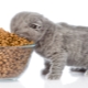 What is the daily amount of food for a kitten?