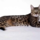 Kalifornijas mirdzošais kaķis: šķirnes apraksts un kopšanas noteikumi