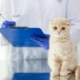 Skót macskák és macskák kasztrálása és sterilizálása: jellemzők és életkor