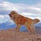 Kaukasische herdershond: raskenmerken. Voeding en verzorging