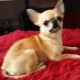 Bilakah Chihuahua mempunyai telinga dan bagaimana untuk meletakkannya?