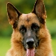 Wann stehen die Ohren eines Deutschen Schäferhundes auf?