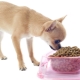 Makanan Chihuahua: penarafan pengeluar dan ciri pemilihan