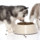 Husky-eten: soorten en subtiliteiten naar keuze