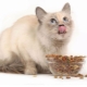 Thức ăn toàn diện cho mèo bị trung hòa