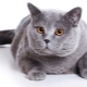 Kucing Scotland berbulu pendek: penerangan dan kandungan baka