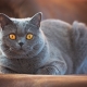 Short-haired cat breeds: types, choices and care features