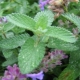 Catnip: what is it and how does the plant work for cats?