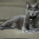 Kucing korat: asal, ciri, penjagaan
