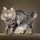 Bobtail cats: mga katangian, kulay at pangangalaga