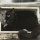 Chimärenkatzen: wie sie aussehen, Vor- und Nachteile