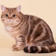 Kucing tabby: ciri corak pada kot dan senarai baka